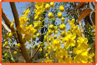 Bahava Tree Blossomed In Melghat