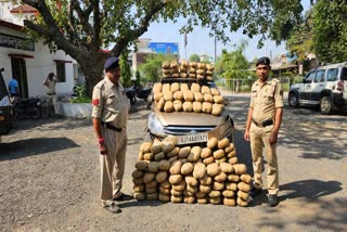 hemp worth lakhs seized in mahasamund