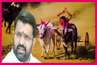 Mahesh Landge On Bullock cart Race