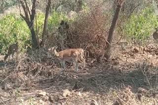 Wildlife census in Sariska Tiger Reserve
