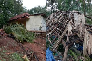 rain issue  heavy rain in Kasargod  Kasargod heavy rain  heavy rain  Kerala rains  ശക്തമായ കാറ്റും മഴയും  മലയോര മേഖലകളില്‍ വ്യാപക നാശനഷ്‌ടം  വ്യാപക നാശനഷ്‌ടം  കേന്ദ്ര കാലാവസ്ഥ വകുപ്പ്