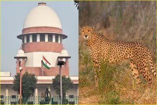 Supreme Court on cheetahs death
