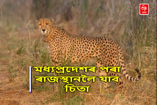 Cheetahs May Shift From Kuno to Rajasthan
