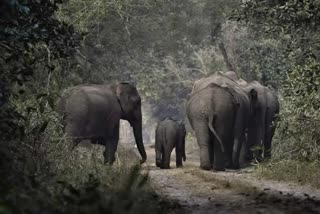 Elephants attack woman in Amjhor Forest Range