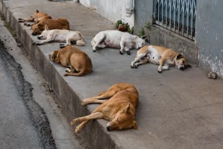 Poison given to stray dogs
