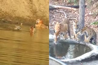 wildlife playing in artificial water source