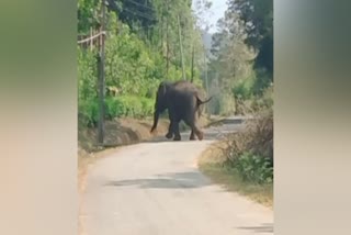 laborer-dies-in-wild-elephant-attack-in-kodagu