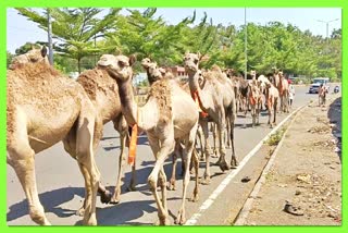 camels