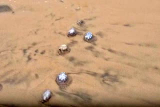 dead body of jelly fish found in puri sea beach