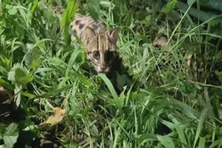 Leopard cat spotted in Idukki  Leopard cat his by vehicle in Idukki  Leopard cat  Leopard cat Idukki  ഇടുക്കിയില്‍ പൂച്ചപ്പുലിയെ വാഹനം ഇടിച്ച നിലയില്‍  പൂച്ചപ്പുലിയെ വാഹനം ഇടിച്ച നിലയില്‍  പൂച്ചപ്പുലി  കാട്ടുപൂച്ച  പൂച്ച പാക്കാൻ  ഖജനാപ്പാറ  ബൈസൺവാലി