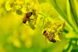 World Bee Day 2023