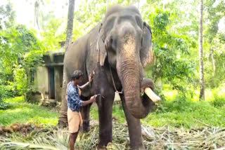 wild elephant attacked Kumki elephant  Kumki elephant attacked by wild elephants  നാട്ടാനയെ കാട്ടാനകൾ ആക്രമിച്ചു  കാട്ടാന  കാട്ടാനകളുടെ ആക്രമണത്തിൽ നാട്ടാനയ്‌ക്ക് പരിക്ക്  പാലക്കാട്  Palakkad  മഹാദേവൻ  പാലക്കാട് കല്ലടിക്കോട്