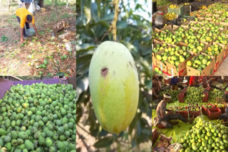 Mango Crop Loss