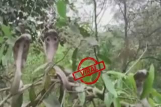 video-of-snake-tree-in-basti-goes-viral