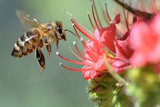 World Honey Bee Day