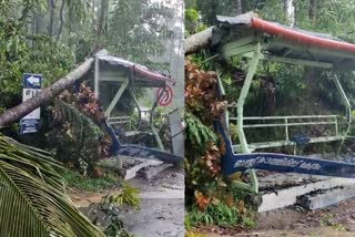 heavy rain in wayanad  heavy rain wayanad coconut tree falls on bus stop  student injured coconut tree falls on bus stop  കല്‍പ്പറ്റയിൽ കനത്ത മഴ  മഴ വയനാട്  മഴ കാറ്റ് വയനാട്  കൽപ്പറ്റയിൽ കനത്ത മഴയും കാറ്റും  ബസ് സ്റ്റോപ്പിന് മുകളിലേക്ക് തെങ്ങ് വീണു  വയനാട് കനത്തമഴ നാശനഷ്‌ടം