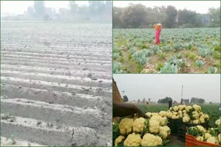 Contract farming of vegetables in Panipat