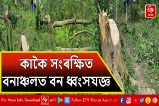 Arunachali cuts trees in reserve forest in Lakhimpur