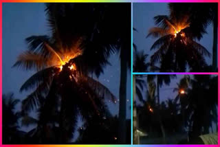 Coconut Trees catches fire after lightning strikes