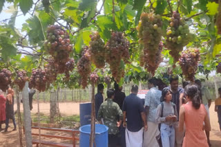 Grapes farms of Tamil Nadu  Grapes farms  നിറയെ കായ്‌ച്ച് തമിഴ്‌നാട്ടിലെ മുന്തിരിപാടങ്ങള്‍  തമിഴ്‌നാട്ടിലെ മുന്തിരിപാടങ്ങള്‍  സഞ്ചാരികളുടെ തിരക്ക്  കമ്പത്തെ മുന്തിരിയ്‌ക്ക് ഭൗമസൂചിക പദവി