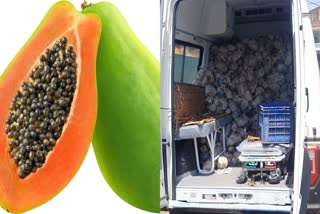 Papaya Delivery in Ashoknagar