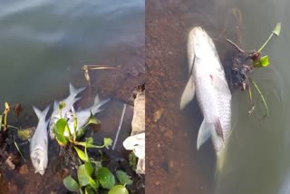 due-to-the-addition-of-sewage-water-to-the-lake-fish-are-dying