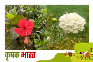 Farmers benefit flower farming