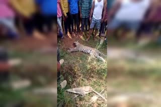haveri-leopard-attacks-woman-and-dies