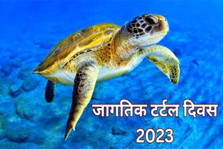 world turtle day 2023