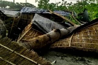 storm uprooted trees and poles