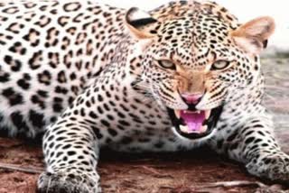 leopard attacked on villager