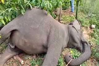 pregnant wild elephant