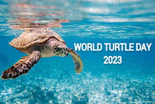 Significance of World Turtle Day