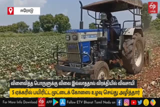 விளைவித்த பொருளுக்கு விலை இல்லாததால் 5 ஏக்கர் முட்டைக் கோஸை உழவு செய்து அழித்த விவசாயி!