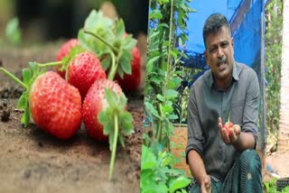 strawberry farming  strawberry  bijumon antony  farming in idukki  crops in idukki  latest news in idukki  സ്ട്രോബെറി  സ്ട്രോബെറി കൃഷി  ഹൈറേഞ്ച്  ബിജുമോൻ ആന്‍റണി  സ്‌ട്രോബറി കൃഷി  ഇടുക്കി ഏറ്റവും പുതിയ വാര്‍ത്ത  ഇന്നത്തെ പ്രധാന വാര്‍ത്ത