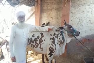 DNA Test of cow in Churu