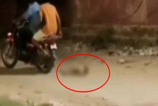 Street Dog beaten to Death