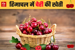 Himachal Cherry Farming