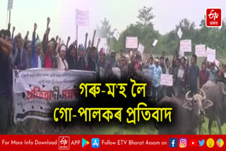 Cowherd protest continued in Jonai