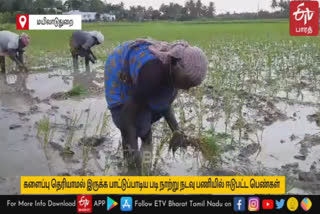 In Mayiladuthurai womens who were engaged in Kuruvai Season Seedling planting and singing song to avoid fatigue