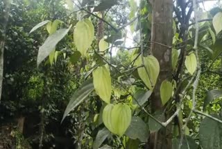 വേനല്‍ മഴയില്‍ നശിച്ച് കുരുമുളക് കൃഷി  Pepper crop destroyed in summer rains  തുടർച്ചയായ വേനൽ മഴ  നാമ്പിലില്‍ തിരിയിടാതെ കുരുമുളക്  ആശങ്കപേറി കര്‍ഷകര്‍  വേനല്‍ മഴയില്‍ ഇരുള്‍ മൂടി കുരുമുളക് കൃഷി  കര്‍ഷകര്‍  കാര്‍ഷിക മേഖല  pepper farming  kerala news updates  latest news in kerala