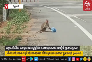 In theni Andipatti area monkeys are waiting for food on the road as there is no food available in the forest