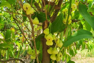 Jambu Cultivation : કચ્છના ખેડૂતે સફેદ જાંબુની કરી ખેતી, કાળા જાંબુ કરતા સ્વાદ એકદમ જૂદો