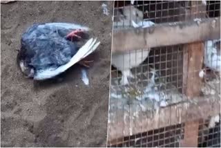 Unknown creature Attack  Unknown creature Attack on birds  Attack on birds in Chavakkad Coastal area  Chavakkad Coastal area  Chavakkad  Thrissur  തുടര്‍ച്ചയായ രണ്ടാംദിവസവും  പക്ഷികള്‍ക്കുനേരെ അജ്ഞാത ജീവിയുടെ ആക്രമണം  അജ്ഞാത ജീവിയുടെ ആക്രമണം  അജ്ഞാത ജീവി  ചാവക്കാട് തീരദേശ മേഖല  ചാവക്കാട്  തീരദേശ മേഖല ആശങ്കയിലും ഭീതിയിലും  തിരുവത്ര പുത്തൻ കടപ്പുറത്ത്  പ്രാവുകള്‍ ചത്തു