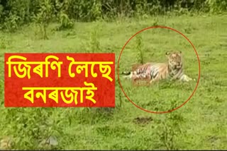 Tiger Free roaming at Anjukpani