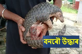 Pangolin rescued in Sivasagar