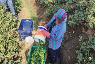 Okra Cultivation : તાપીમાં ખેડૂતો ઓર્ગેનિક રીતે ખેતી કરીને દરરોજ 7થી 8 મણ ભીંડા લે છે ઉપજ