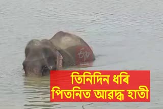 Wild Elephant stuck in Wetland in Tezpur