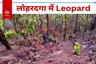 Panic among villagers due to leopard coming in forest of Lohardaga