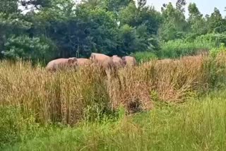 ಕಾಡಾನೆಗಳ ಹಿಂಡು ಪ್ರತ್ಯಕ್ಷ